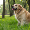 How to Help an Overweight Dog Lose Weight: A Comprehensive Guide