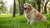 How to Help an Overweight Dog Lose Weight: A Comprehensive Guide