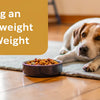 How to Help an Underweight Dog Gain Weight: A Comprehensive Guide