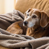 How to Help Elderly Dog Gain Weight: A Comprehensive Guide for Caring Pet Owners