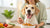 How to Help My Dog Gain More Weight: Effective Strategies for Healthy Weight Gain