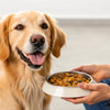 How to Help My Dog Gain Weight: A Comprehensive Guide for Pet Owners