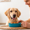 How to Help My Dog Gain Weight After Having Puppies: A Comprehensive Guide