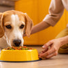 How to Help My Dog Gain Weight Fast: A Comprehensive Guide for Pet Owners