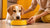 How to Help My Dog Gain Weight Fast: A Comprehensive Guide for Pet Owners