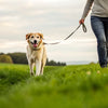 How to Help My Dog Lose Weight After Being Neutered