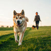 How to Help My Dog Lose Weight Safely: A Comprehensive Guide for Pet Owners