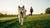 How to Help My Dog Lose Weight Safely: A Comprehensive Guide for Pet Owners