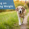 How to Help My Old Dog Lose Weight: A Comprehensive Guide for Pet Owners