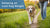 How to Help My Old Dog Lose Weight: A Comprehensive Guide for Pet Owners