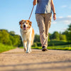 How to Help My Overweight Dog Lose Weight: A Comprehensive Guide
