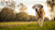 How to Help My Senior Dog Lose Weight: A Comprehensive Guide for Pet Owners