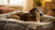 How to Help Older Dogs Gain Weight: A Comprehensive Guide for Pet Owners