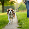 How to Help Senior Dog Lose Weight: A Comprehensive Guide