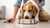 How to Help Underweight Dogs Gain Weight: Effective Strategies for Healthy Weight Gain