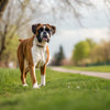 How to Help Your Boxer Dog Lose Weight: A Comprehensive Guide