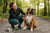 How to Help Your Boxer Dog Lose Weight Safely