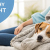 How to Help Your Dog Gain Weight Healthy: A Comprehensive Guide