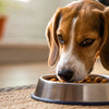 How to Help Your Dog Gain Weight Quickly and Safely