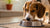 How to Help Your Dog Gain Weight Quickly and Safely