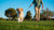 How to Help Your Dog Lose Weight: A Comprehensive Guide