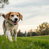 How to Help Your Dog Lose Weight: A Comprehensive Guide for Pet Owners