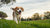 How to Help Your Dog Lose Weight: A Comprehensive Guide for Pet Owners