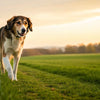 How to Help Your Dog Lose Weight: Home Remedies and Practical Tips