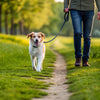 How to Help Your Dog Lose Weight Naturally: A Comprehensive Guide for Pet Owners