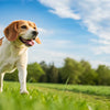 How to Help Your Dog Lose Weight Naturally: A Comprehensive Guide for Pet Owners