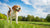 How to Help Your Dog Lose Weight Naturally: A Comprehensive Guide for Pet Owners