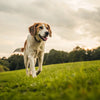How to Help Your Dog Lose Weight Quickly: A Comprehensive Guide