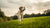 How to Help Your Dog Lose Weight Quickly: A Comprehensive Guide