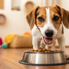 How to Increase My Dog's Weight: Comprehensive Tips for Healthy Weight Gain
