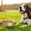 How to Increase the Weight of Your Dog: Tips and Strategies for Healthy Weight Gain