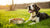 How to Increase the Weight of Your Dog: Tips and Strategies for Healthy Weight Gain