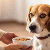 How to Increase Weight in Diabetic Dogs: A Comprehensive Guide for Pet Owners