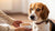 How to Increase Weight in Diabetic Dogs: A Comprehensive Guide for Pet Owners