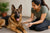 How to Increase Weight of German Shepherd Dog
