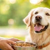 How to Increase Your Dog's Weight: A Comprehensive Guide for Pet Owners