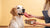 How to Introduce Raw Food to Your Dog: A Comprehensive Guide for Responsible Pet Owners