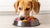How to Introduce Your Dog to a Raw Food Diet: A Complete Guide for Pet Owners