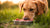 How to Introduce Your Dog to Raw Food: A Comprehensive Guide