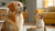 How to Keep a Big Dog from Eating Little Dog's Food: Strategies for Multi-Pet Households