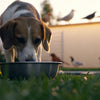 How to Keep Birds Away from Your Dog Water Bowl: Practical Strategies for Pet Owners
