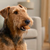How to Keep Canned Dog Food Fresh and Warm: A Comprehensive Guide for Pet Owners