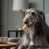 How to Keep Dog Food Fresh: Tips for Pet Parents