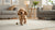 How to Keep Dog Food Fresh Longer: Expert Tips for Pet Owners