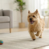 How to Keep Dog Treats Fresh: A Comprehensive Guide for Pet Owners