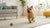 How to Keep Dog Treats Fresh: A Comprehensive Guide for Pet Owners